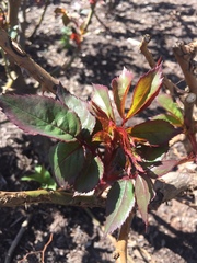 Rosa