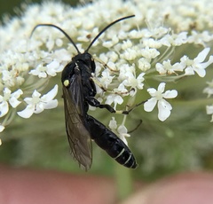 Ctenichneumon panzeri