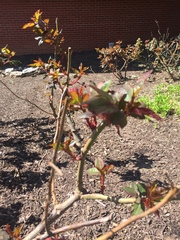 Rosa