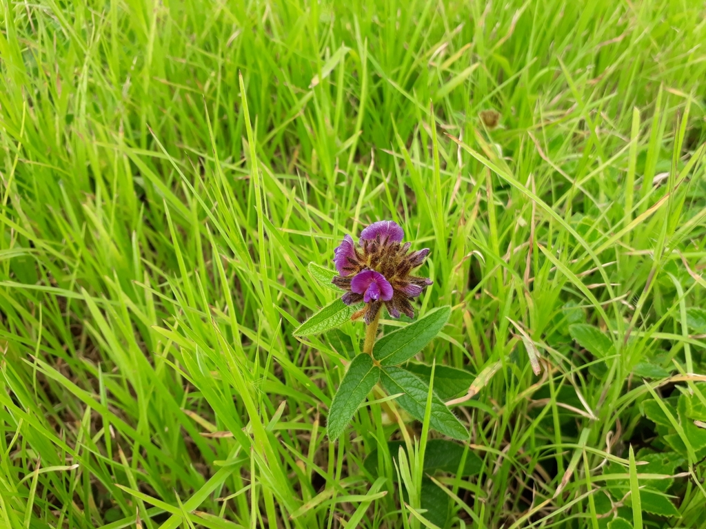 Flemingia nilgheriensis