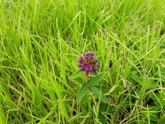 Flemingia nilgheriensis