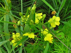 Lysimachia quadriflora