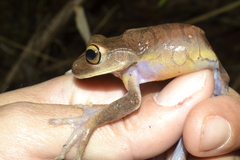 Bokermannohyla ahenea