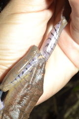 Bokermannohyla ahenea