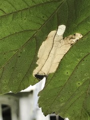 Heterarthrus cuneifrons