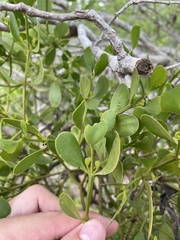 Phoradendron trinervium