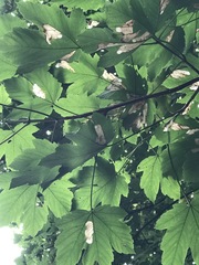 Heterarthrus cuneifrons