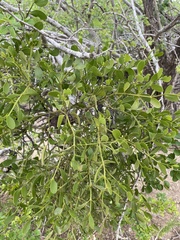 Phoradendron trinervium
