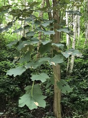 Heterarthrus cuneifrons