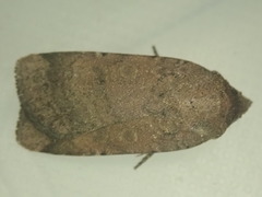 Abagrotis reedi