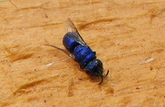 Chrysis indigotea
