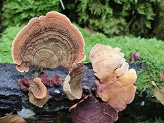 Stereum insignitum