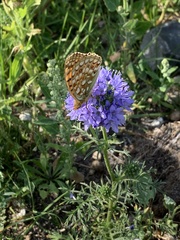 Argynnis niobe