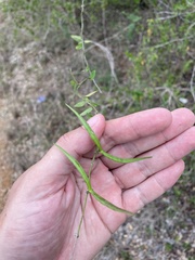 Metastelma decipiens