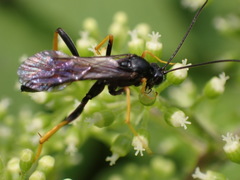 Exetastes suaveolens