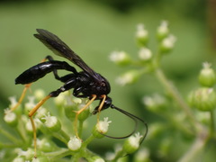 Exetastes suaveolens