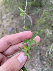 Metastelma decipiens