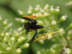 Exetastes suaveolens