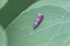 Dichrorampha simulana