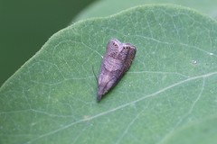 Dichrorampha simulana