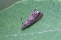 Dichrorampha simulana