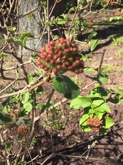 Viburnum