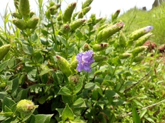 Strobilanthes sessilis