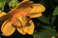 Hypericum × hidcoteense