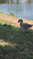 Anser anser domesticus