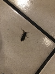 Trichoferus campestris