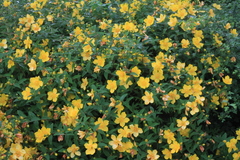Hypericum × hidcoteense