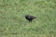 Sturnus vulgaris