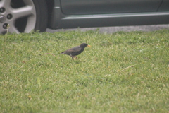 Sturnus vulgaris