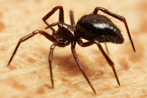 Ant-eating theridiid