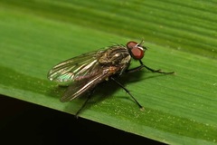 Anthomyia liturata