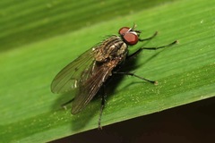 Anthomyia liturata