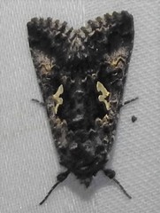 Syngrapha rectangula
