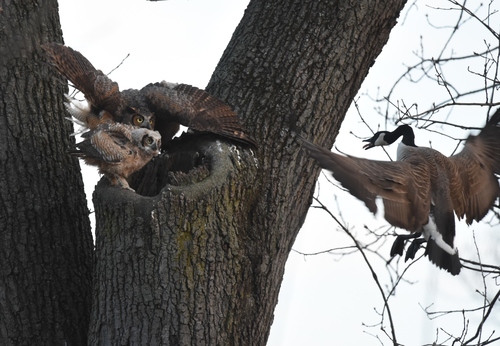 Great Horned Owl photographed in Missouri