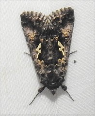 Syngrapha rectangula
