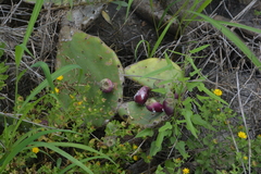 Opuntia bentonii