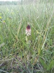 Neotinea ustulata ustulata