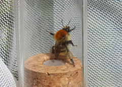 Bombus muscorum