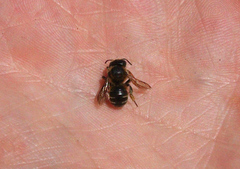 Osmia aurulenta