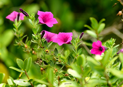 Petunia integrifolia