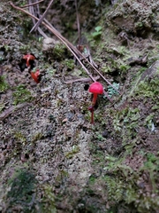 Hygrocybe
