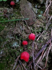 Hygrocybe