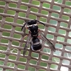 Parancistrocerus minimoferus