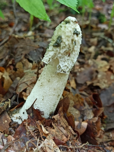 Phallus impudicus — no rights reserved