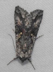 Syngrapha rectangula