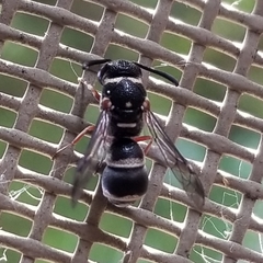 Parancistrocerus minimoferus